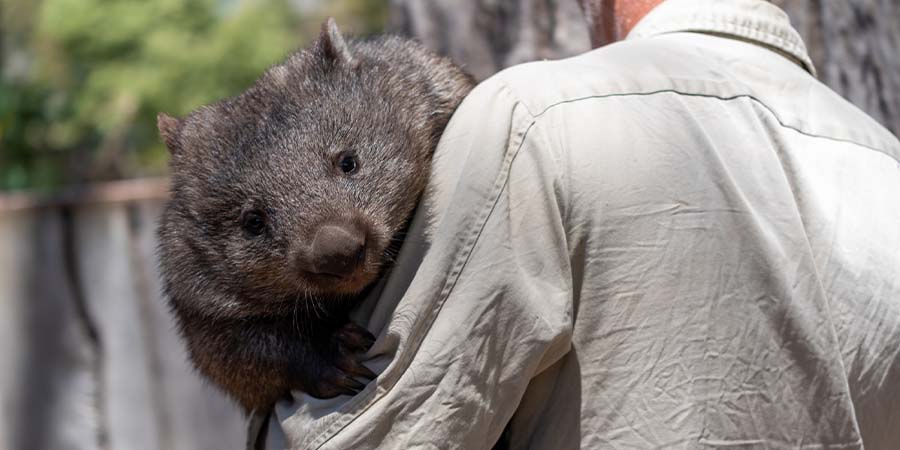 Zoo employee holding a koala.
