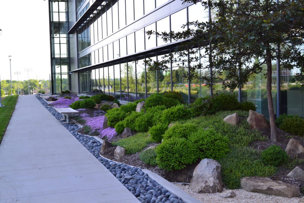 rain garden