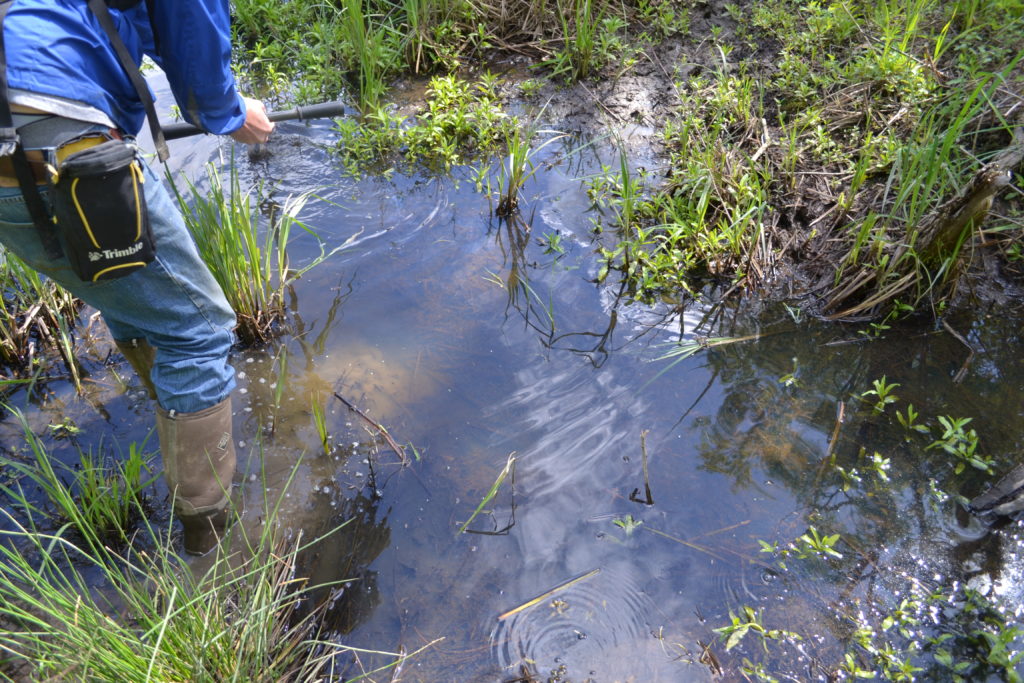 wetland assessment 