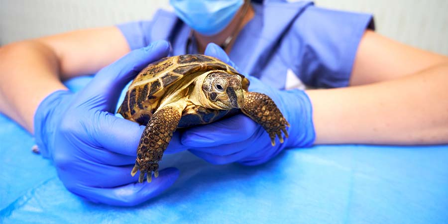 Zoo employee wearing a mask and holding a turtle.
