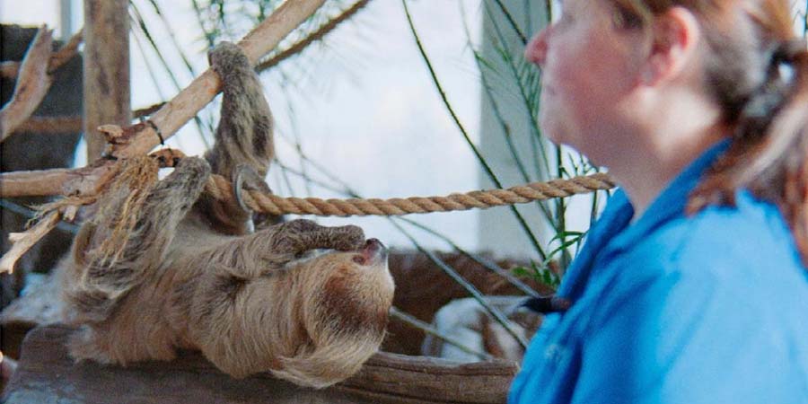 Zoo employee ready to feed a sloth hanging from a rope.