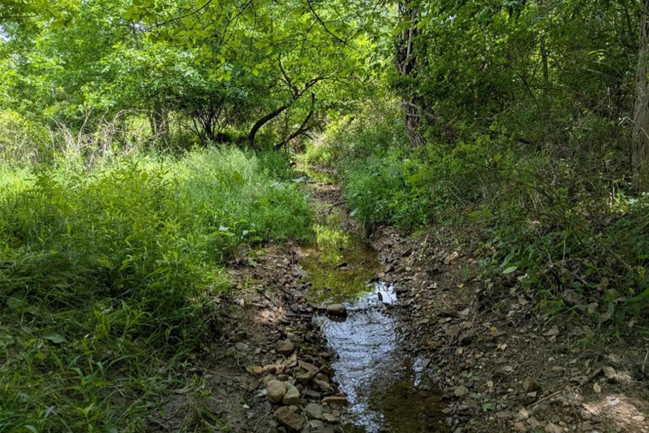 Water flowing through a lush wooded area.