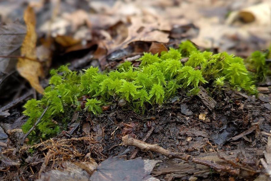 Foliage beginning to bloom in a wetland.