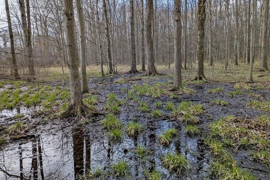 Short grasses sprouting up in a swamp.