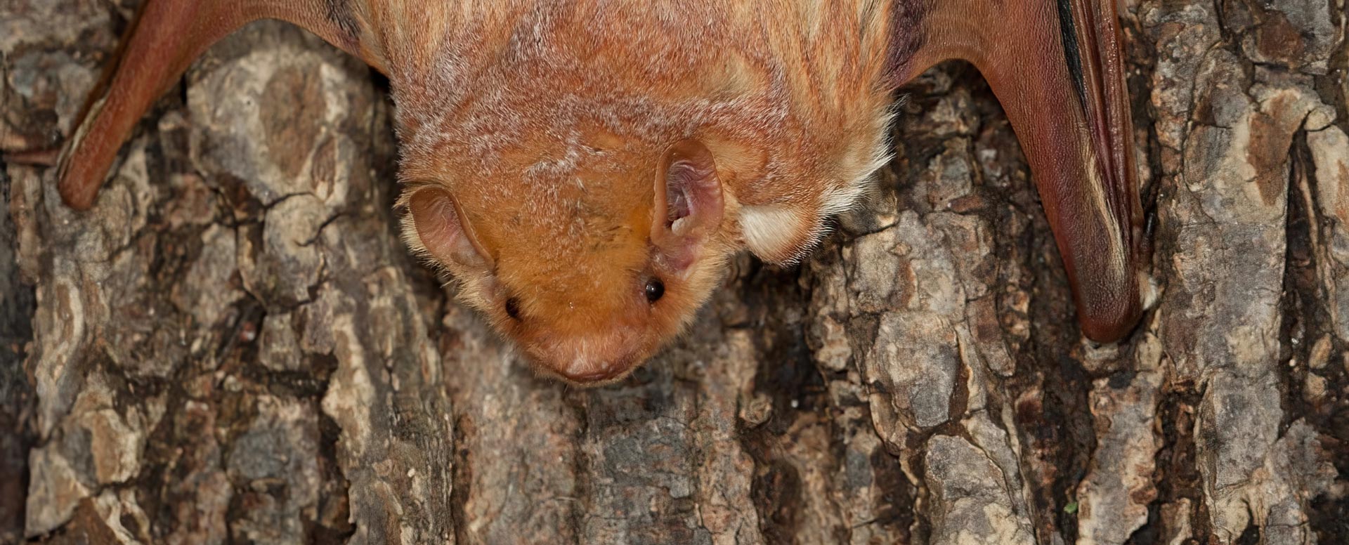 Eastern Red Bat perched on a tree trunk.