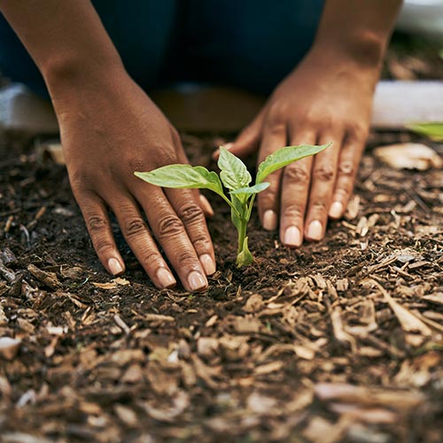 woman planting a seedling in the ground