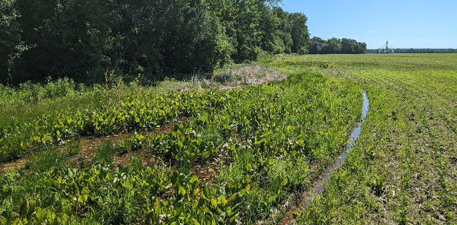 A wet, low-lying section of a farm field filled with dense green vegetation beside a tree line, with water pooling in narrow channels and open cropland stretching toward distant grain silos under a clear blue sky.