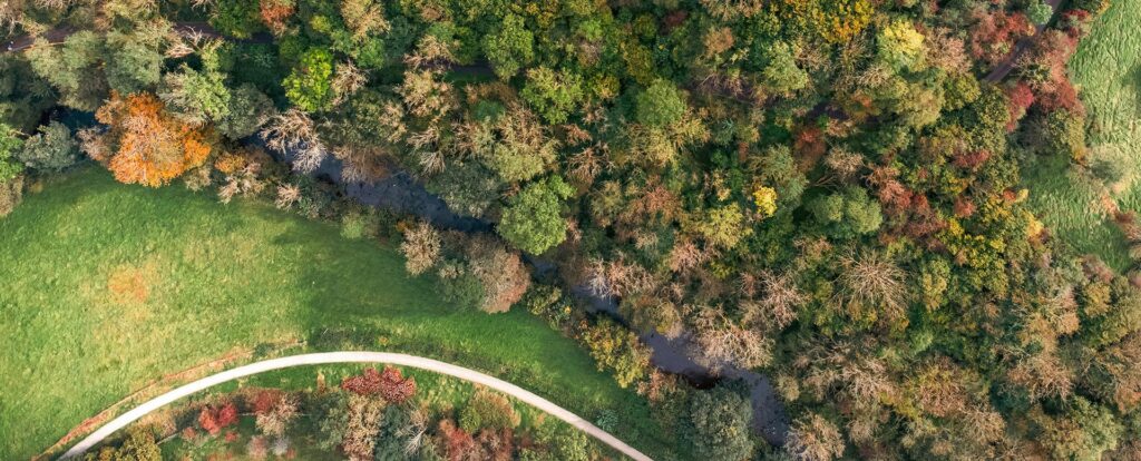 Aerial view of a wooded area in early fall with a narrow creek winding through dense trees, bordered by a green open field and a curved walking path.