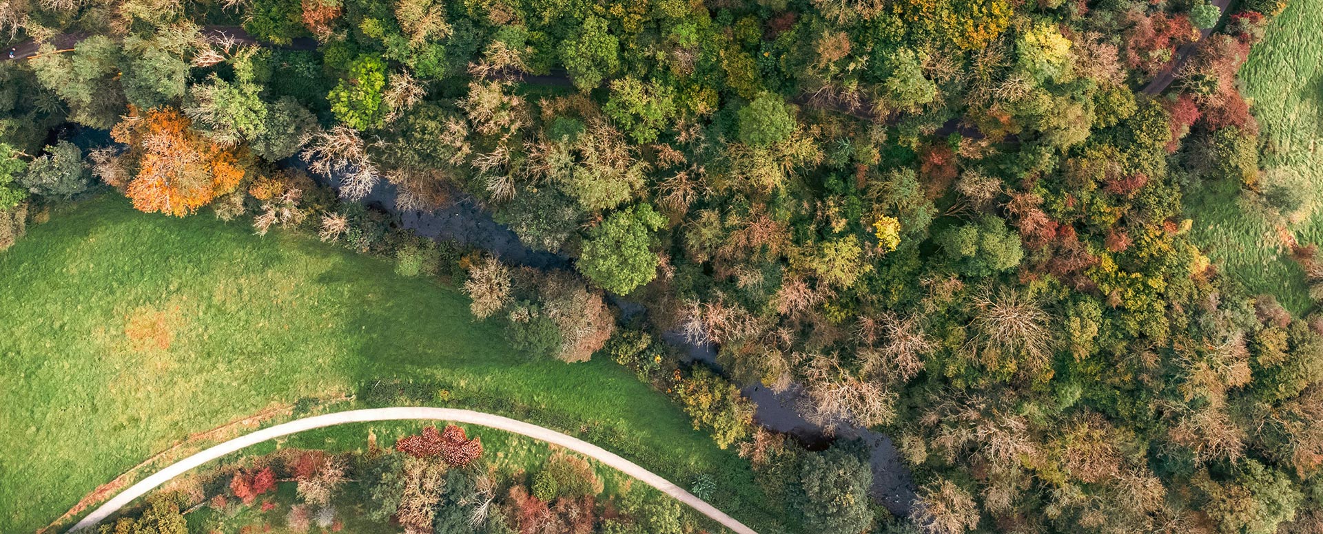 Aerial view of a wooded area in early fall with a narrow creek winding through dense trees, bordered by a green open field and a curved walking path.