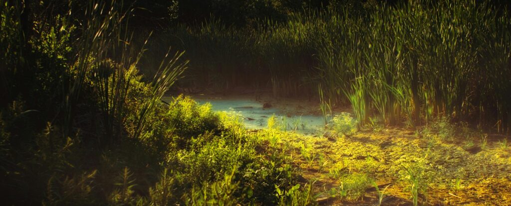 Sunlit wetland scene with tall reeds and grasses surrounding a shallow, still pool, with warm light filtering through dense vegetation and highlighting the lush greenery.