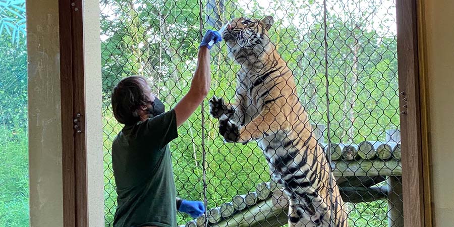 Zoo employee feeding a tiger.